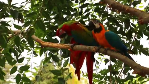 Colorful Macaw Parrot Stock Footage 207417545