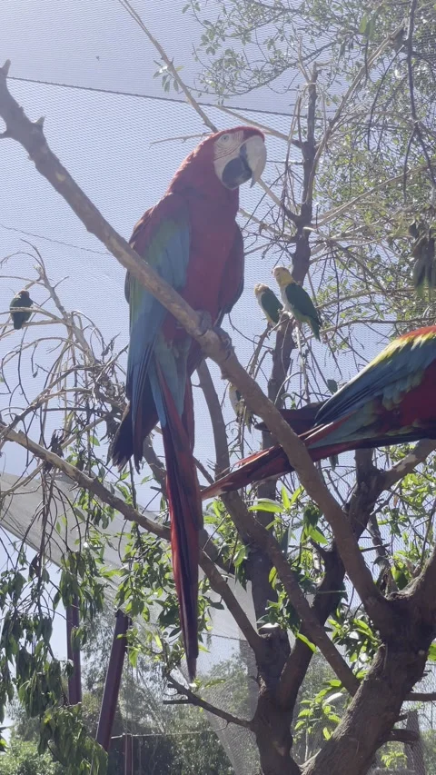 Colorful macaw parrot moving on tree branch tropical bird wildlife scene Video stock 332880982