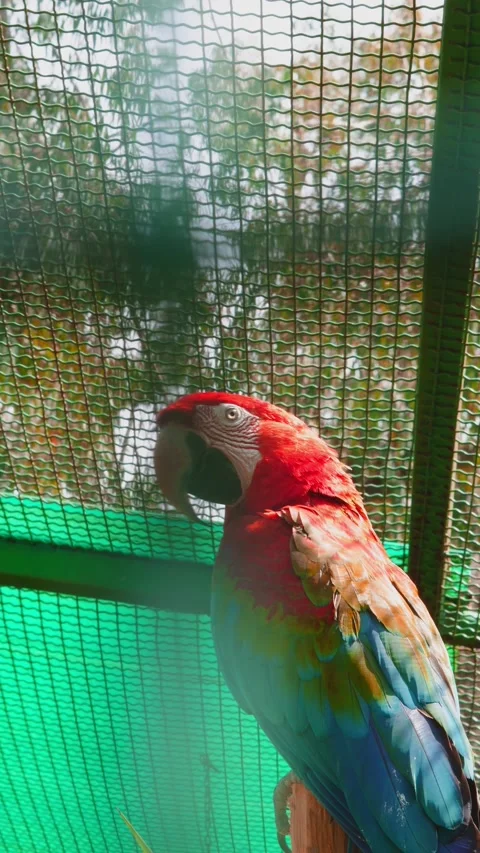Colorful macaw parrot perched inside aviary with green mesh background Stock-Footage 333615953