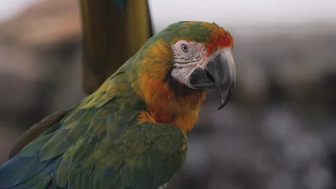 Colorful macaw parrot portrait Stock Footage 345720302