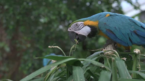 Colorful Macaw Parrots Eating on Tree Branch in Aviary Stock-Footage 330602391