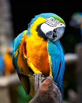 Colorful macaw Stock Photos