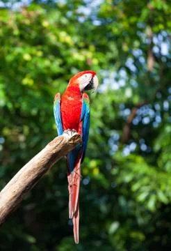Colorful macaw Stock Photos