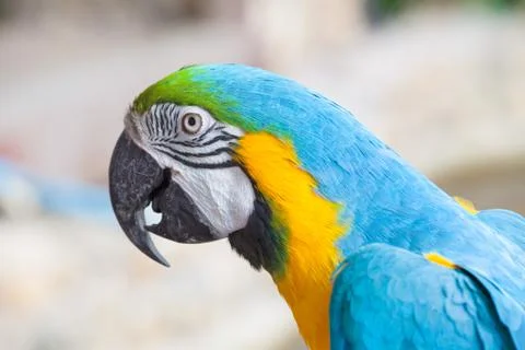 Colorful macaw Stock Photos