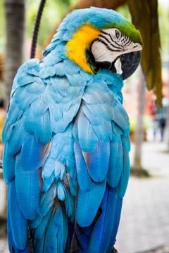 Colorful macaw 스톡 사진