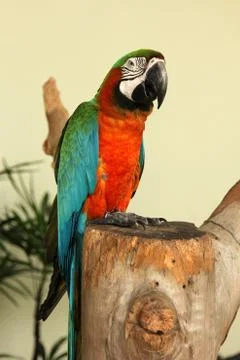Colorful macaw Foto stock