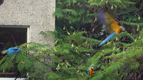 Colorful Macaw standing on tree 動画素材 138834149