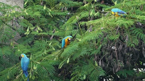 Colorful Macaw standing on tree 動画素材 138834353