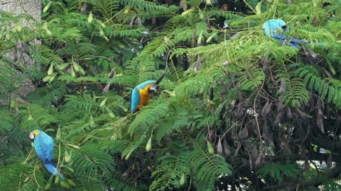 Colorful Macaw standing on tree 動画素材 138834496