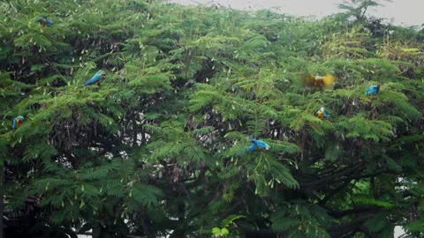 Colorful Macaw standing on tree 動画素材 138834879