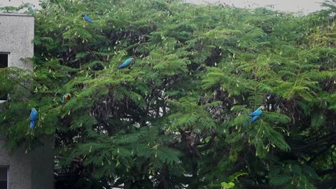 Colorful Macaw standing on tree 動画素材 138835066