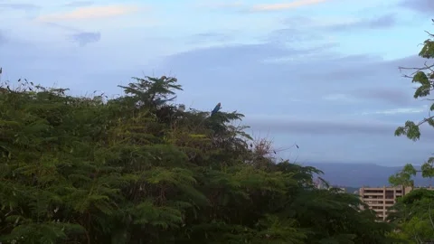 Colorful Macaw standing on tree 動画素材 138835178