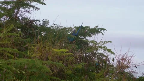 Colorful Macaw standing on tree 動画素材 138835594