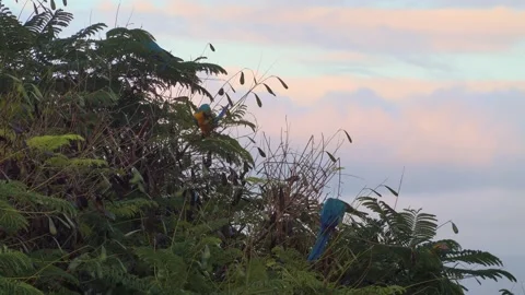 Colorful Macaw standing on tree 動画素材 138883279