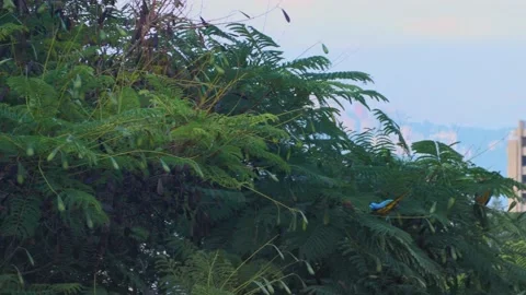 Colorful Macaw standing on tree 動画素材 138883455