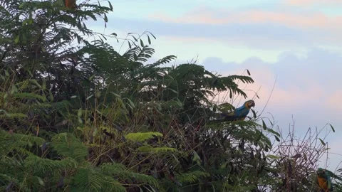 Colorful Macaw standing on tree 動画素材 138883522