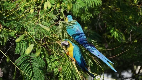 Colorful Macaws eating seeds on tree branch. 動画素材 158501982