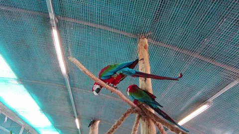 Colorful macaws interact in a bird sanctuary located in a tropical area during t Vidéo 340357328
