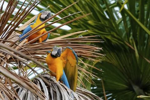 Colorful macaws, one spreading its wing, looking attentive, green palm frond in Stock Photos