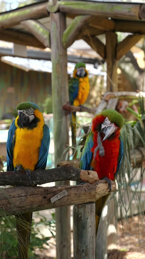 Colorful Macaws Perched on Rustic Branches in Aviary Vídeo Stock 347477569