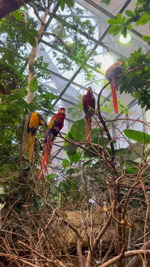 Colorful Macaws Perched on Tree Branches in Tropical Greenhouse, Upward Shot Stock Footage 311906174
