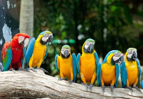 Colorful macaws Stock Photos