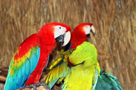Colorful Macaws Foto stock