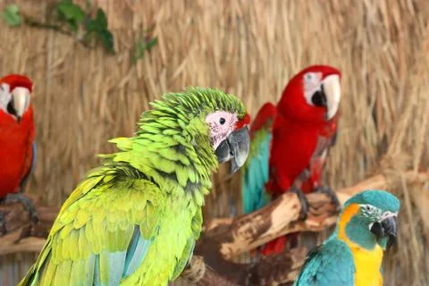 Colorful Macaws Stock Photos