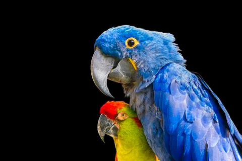 Colorful Macaws Stock Photos