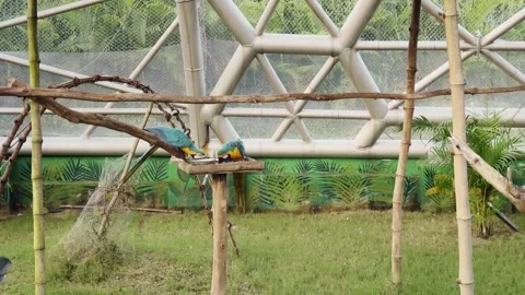 Colorful Macaws Resting in Aviary Stock Footage 323919608