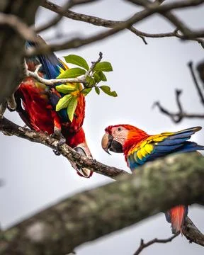 Colorful Macaws in Tree Stock Photos
