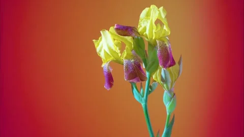 Colorful macro of iris petal. Highly detailed photograph  Stock Footage 331283716