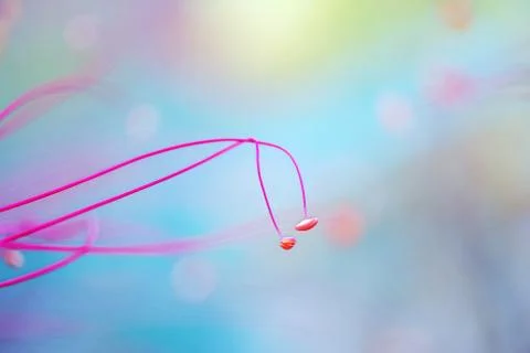 Colorful Macro World Stock Photos