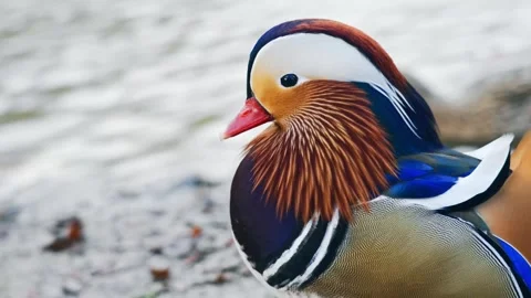 Colorful mandarin duck. Stock-Footage 276607072