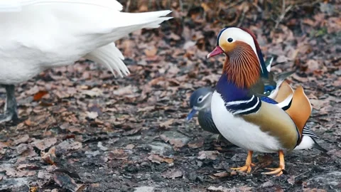 Colorful mandarin duck. Stock Footage 276607095