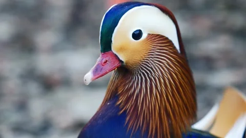 Colorful mandarin duck. Stock Footage 276607096