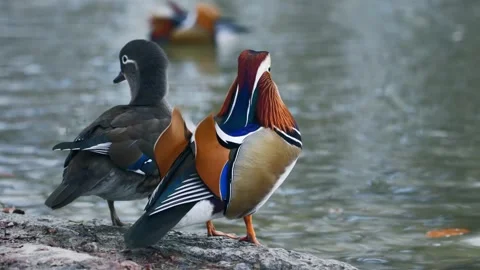 Colorful mandarin duck. Stock Footage 276607136