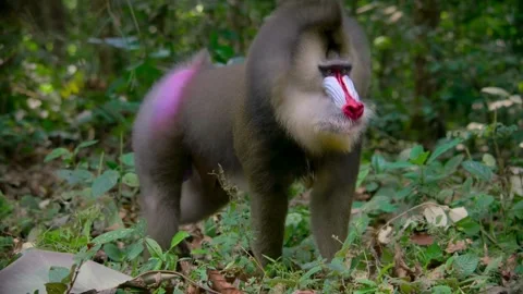 Colorful Mandrill Monkey Foraging in Dense Jungle Video stock 322212695