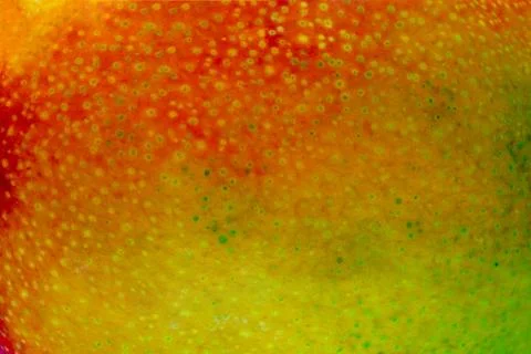 Colorful Mango Fruit Background Surface with Free Space 库存照片