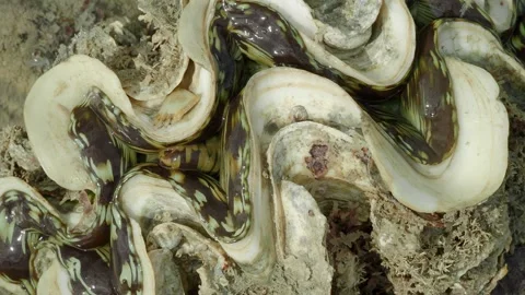 Colorful Mantle Patterns of a Tropical Giant Clam Stock Footage 337391176