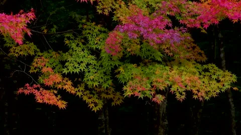 Colorful maple in the forest Stock Footage 145236834