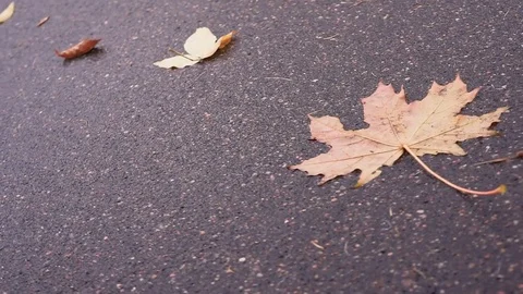 Colorful maple leaf in a brook on the asphalt Видео 80931316