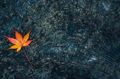 Colorful maple leaf drop on dark wooden ground in Autumn of Japan. Фото