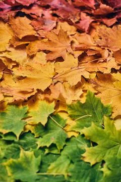 Colorful maple leaf foilage Foto stock