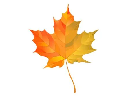Colorful maple leaf isolated on a white background. Autumn element  Stock Illustration