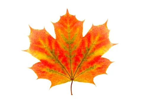 Colorful maple leaf isolated on white background 写真素材
