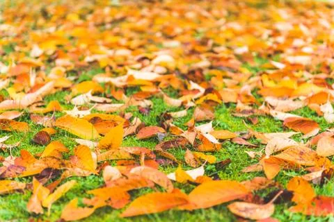 Colorful maple leave on the ground,lawn for background in the park,autumn sea Stock Photos