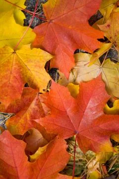 Colorful maple leaves background Stock Photos