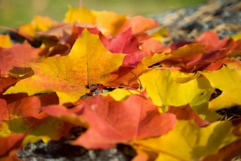 Colorful maple leaves background Stock Photos