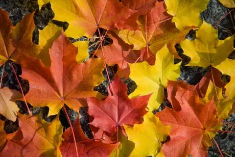 Colorful maple leaves background Stock Photos